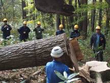 第43回伐倒製材見学会が終了しました